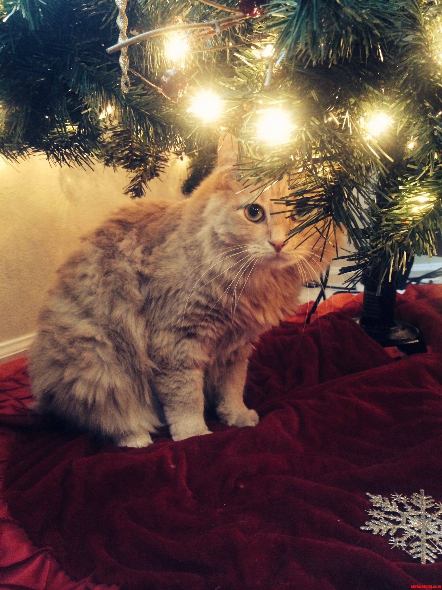 This Is Ginny My Christmas Cat.