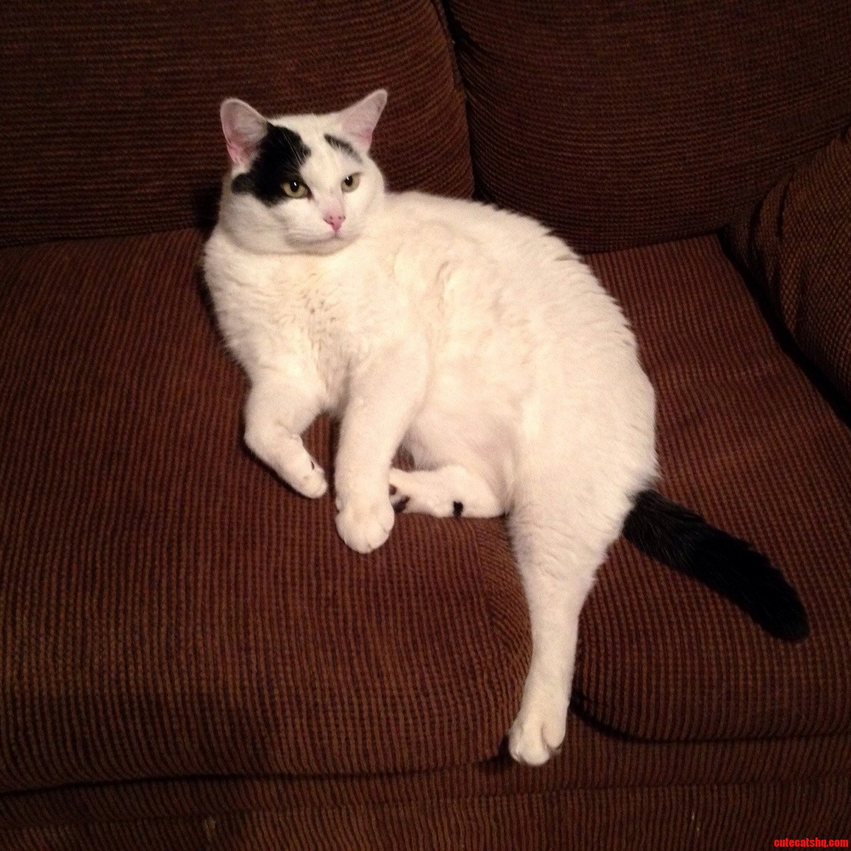 This Is Her Couch She Doesnt Let Anyone Else Sit on It.