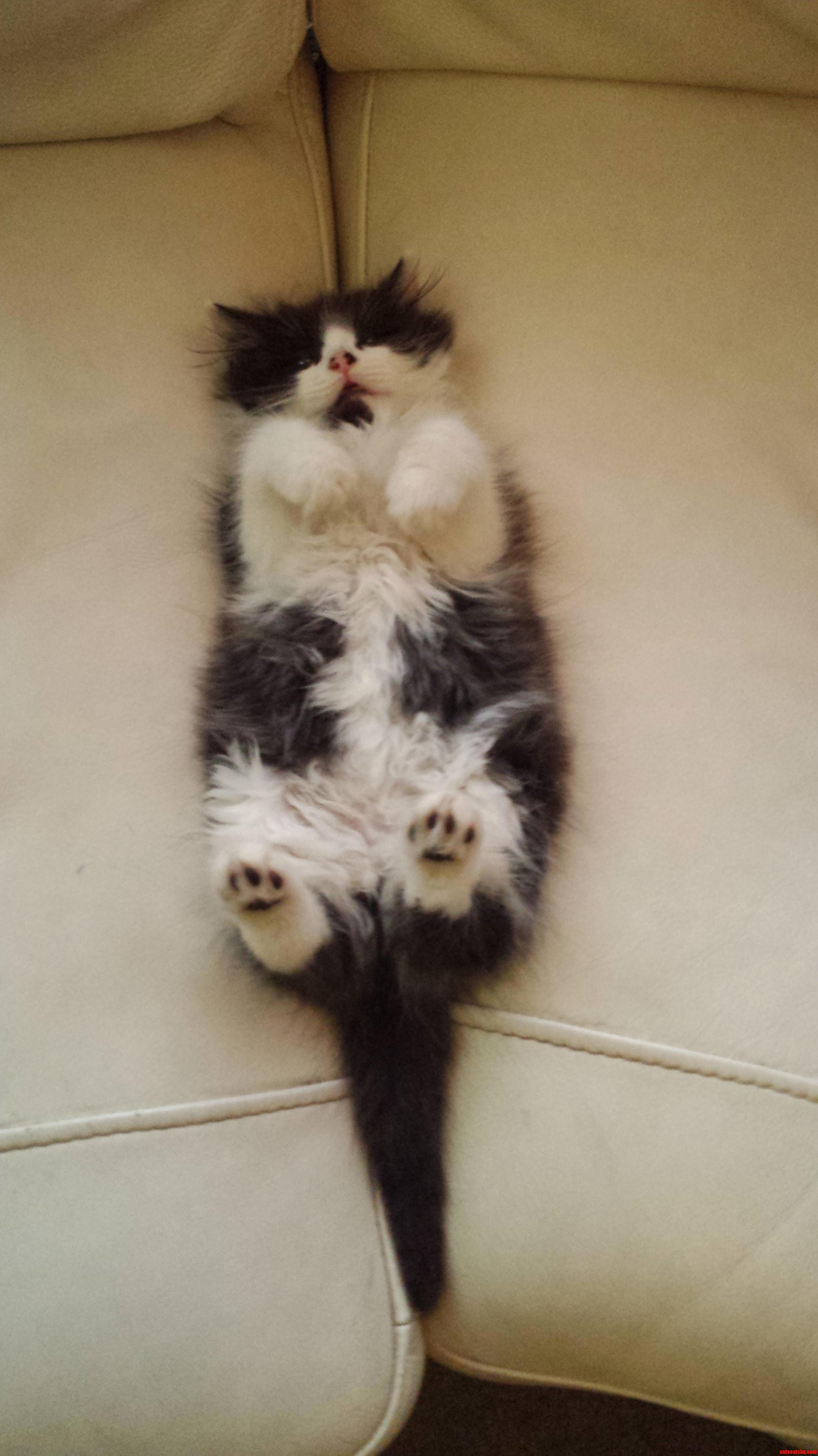 This Is How My Kitten Sleeps