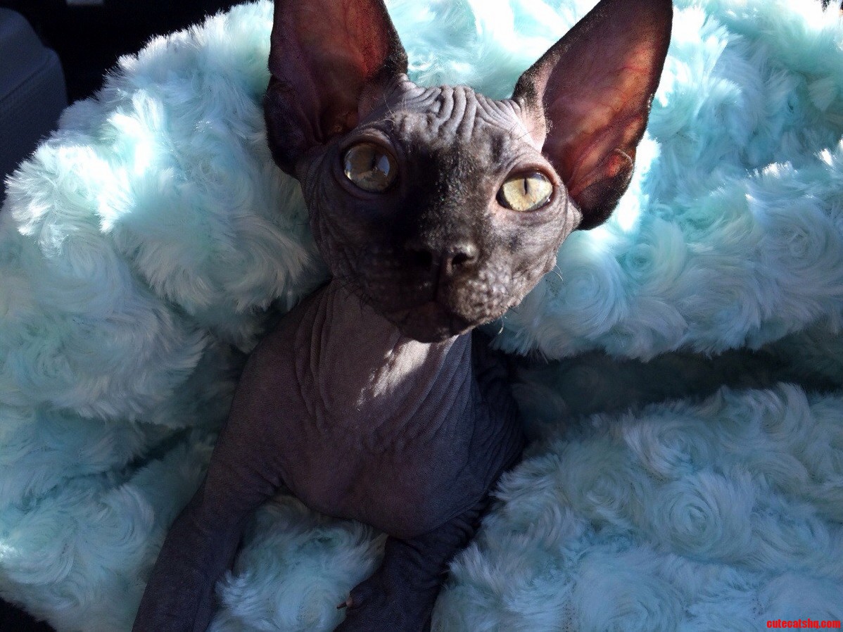This Is Jean-luc Lucifer Picard. the Newest Addition to My Family. He Wanted to Say Hello to