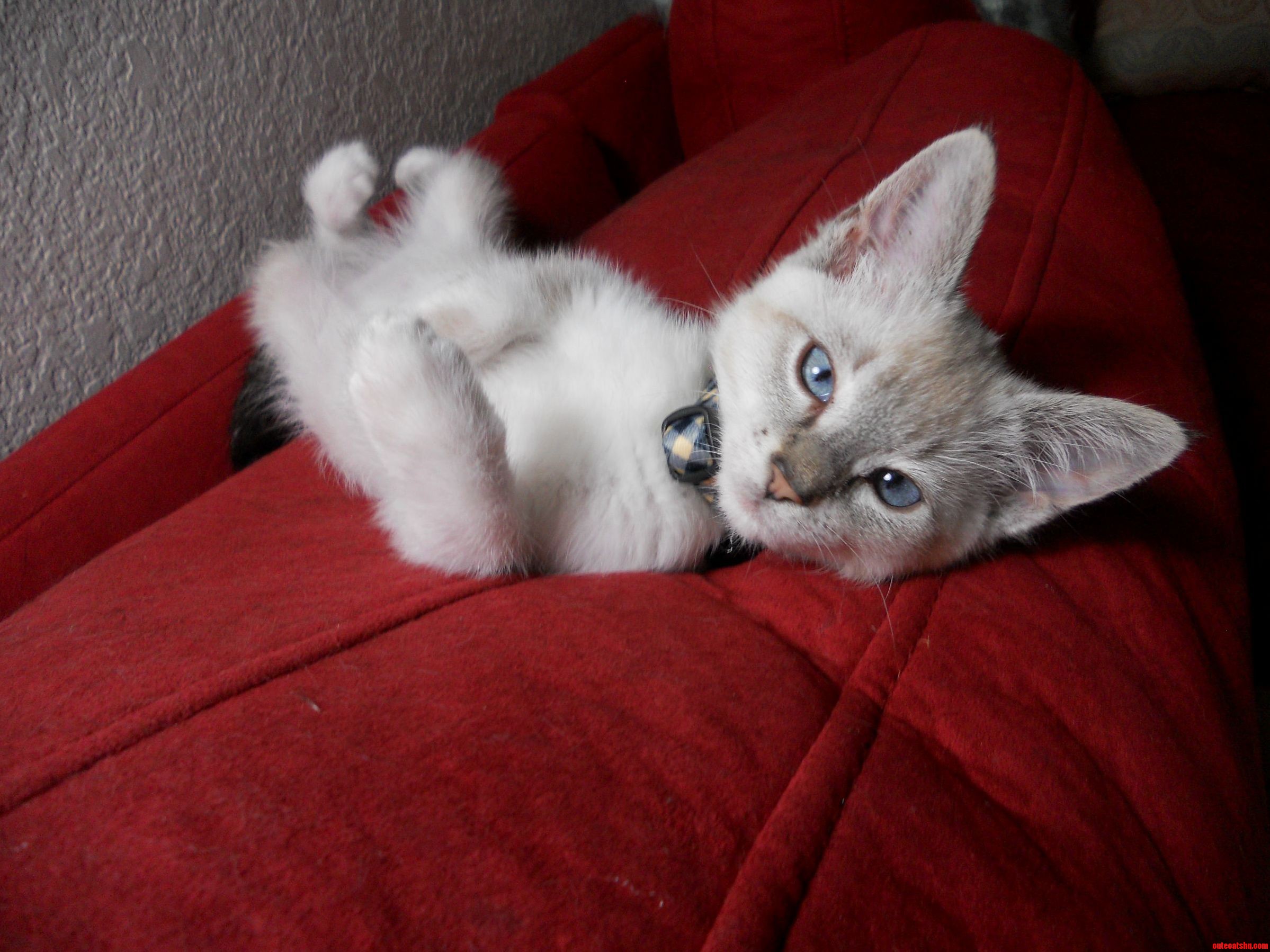 This Is Lunkage. He Just Had His Big Boy Surgery Yesterday So Today Hes All About Relaxing.