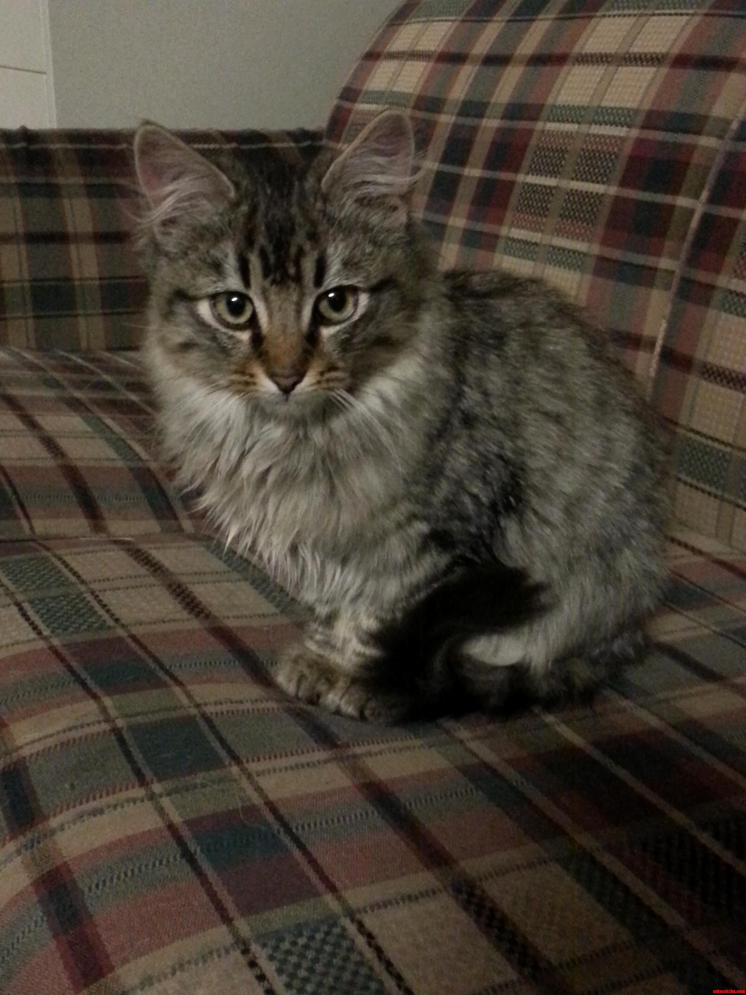 This Is Mad Noises. Hes a Regal Beast.
