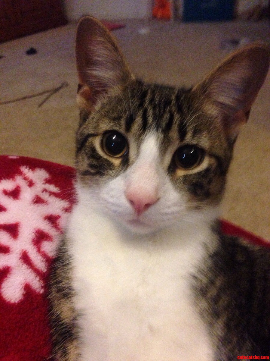 This Is My Adorable Kitty Skeezix. He Enjoys Eating Chips and Playing Fetch.