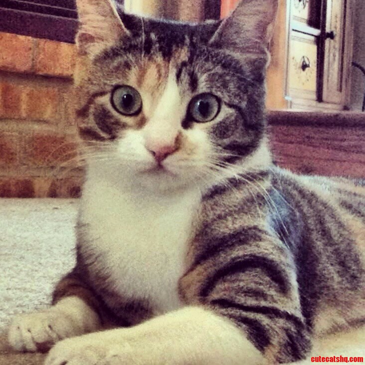 This Is My Beautiful Kitty Muffinz. Everyone Say Hi