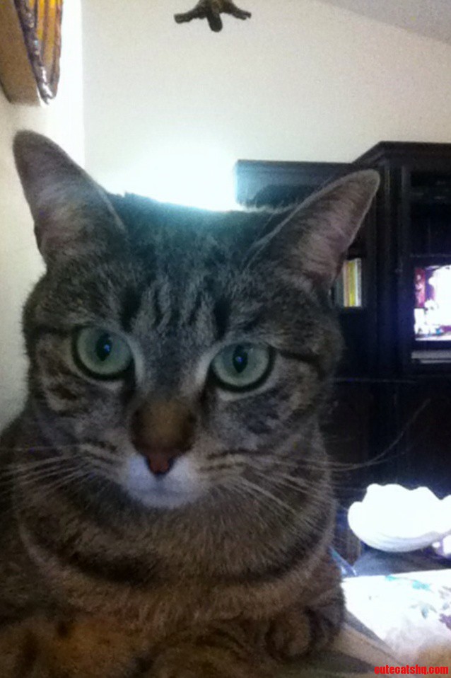 This Is My Cat Athena.