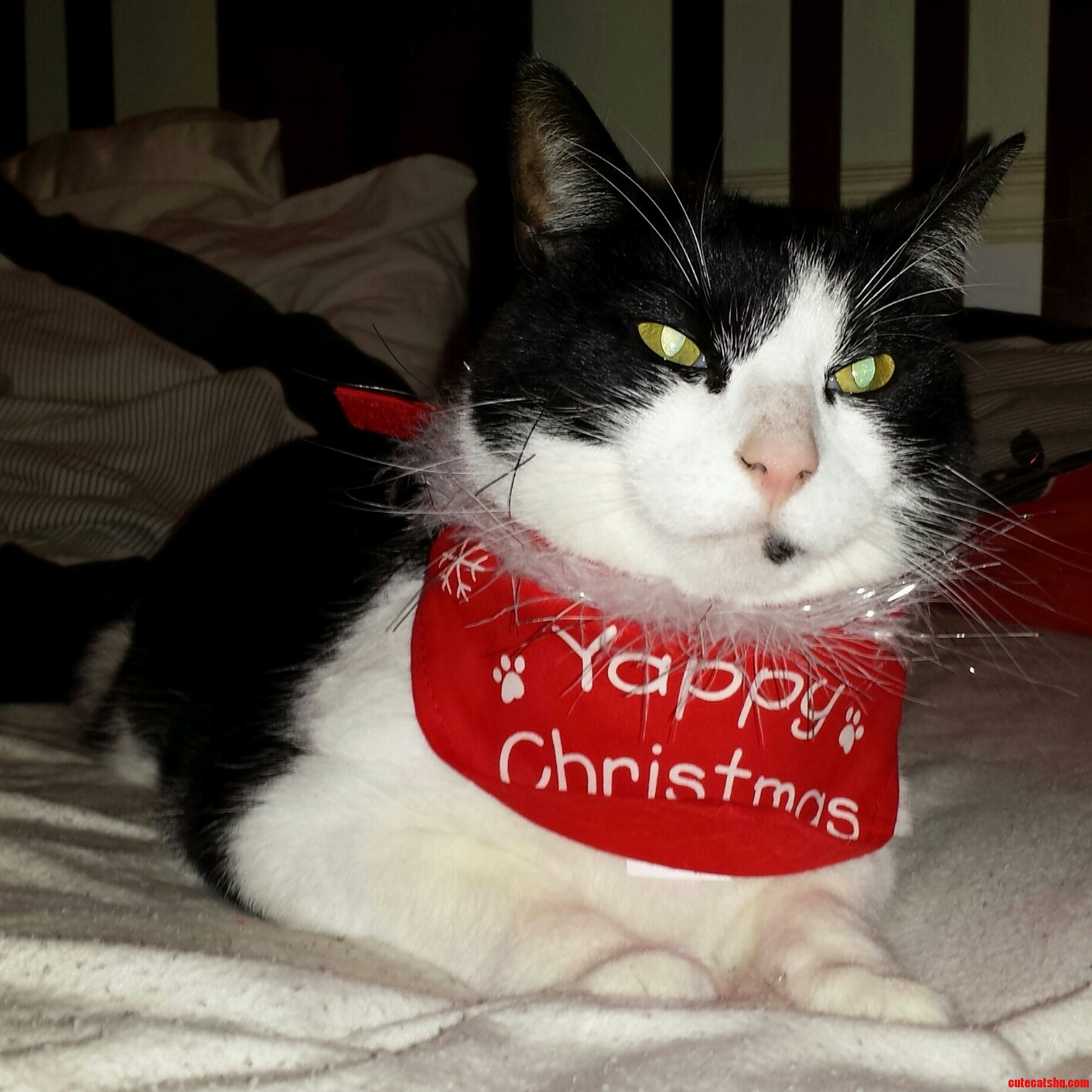 This Is My Cat Bigus Boyus Big Boy Biggie Wiggie Woo Woo Biggleswade Zoo Wearing a Dogs Bandana.