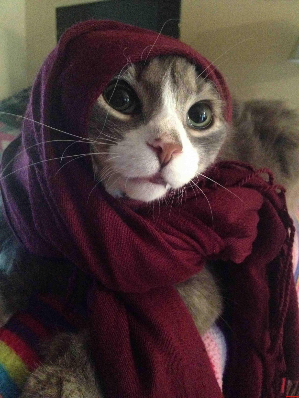 This Is My Cat Meet Archimedes.