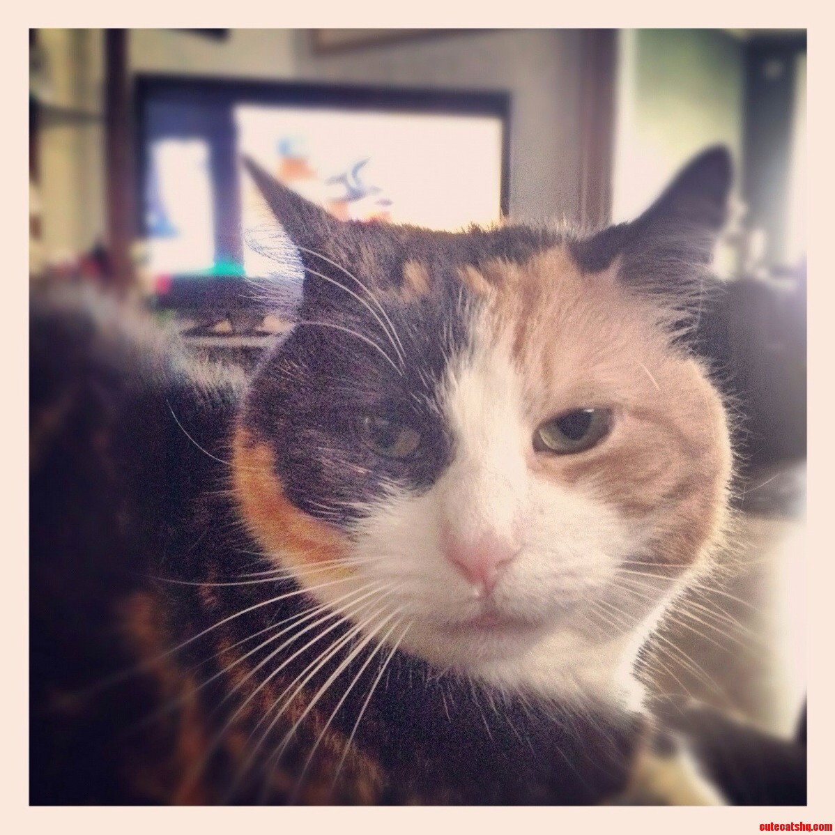 This Is My Cat There Are Many Cats Like It but This Ones Mine Pumkin
