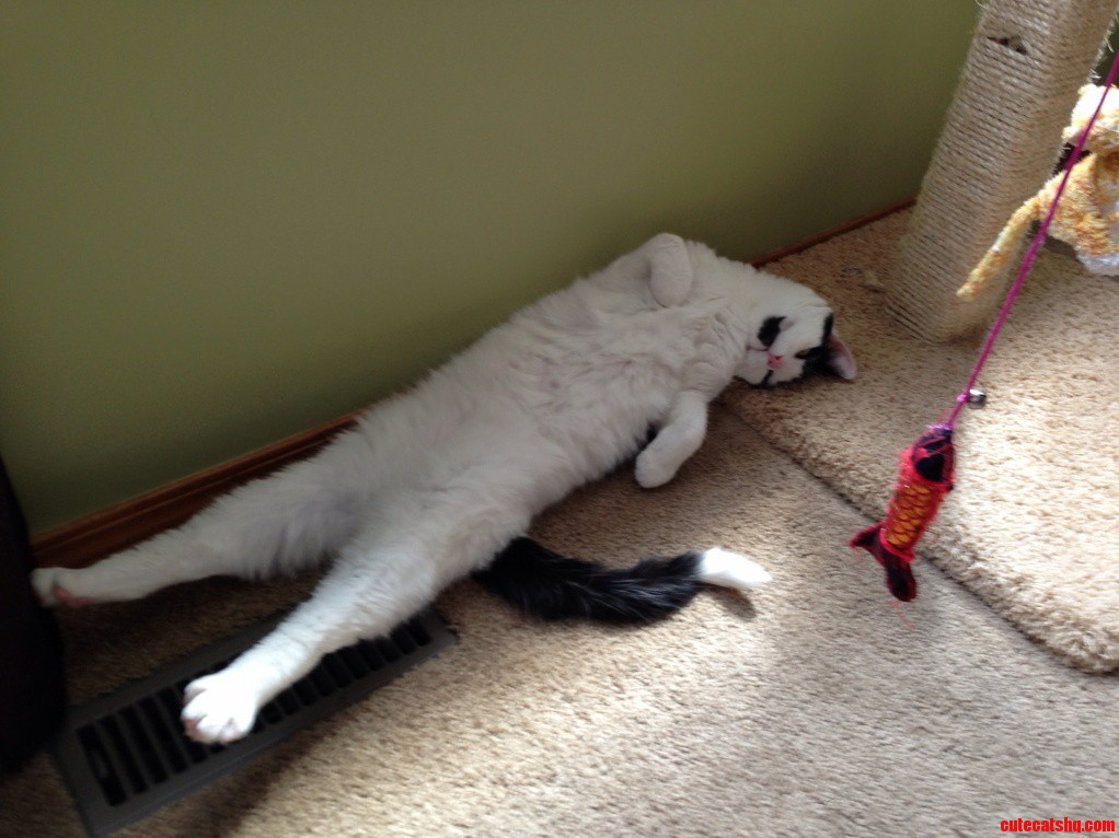 This Is My Cats Favourite Way to Sleep
