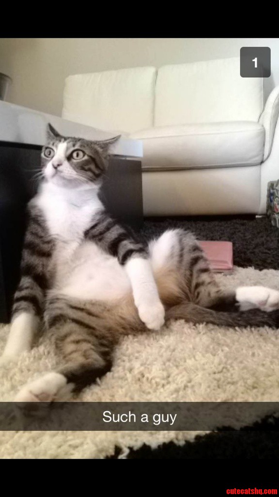 This Is My Friends Cat