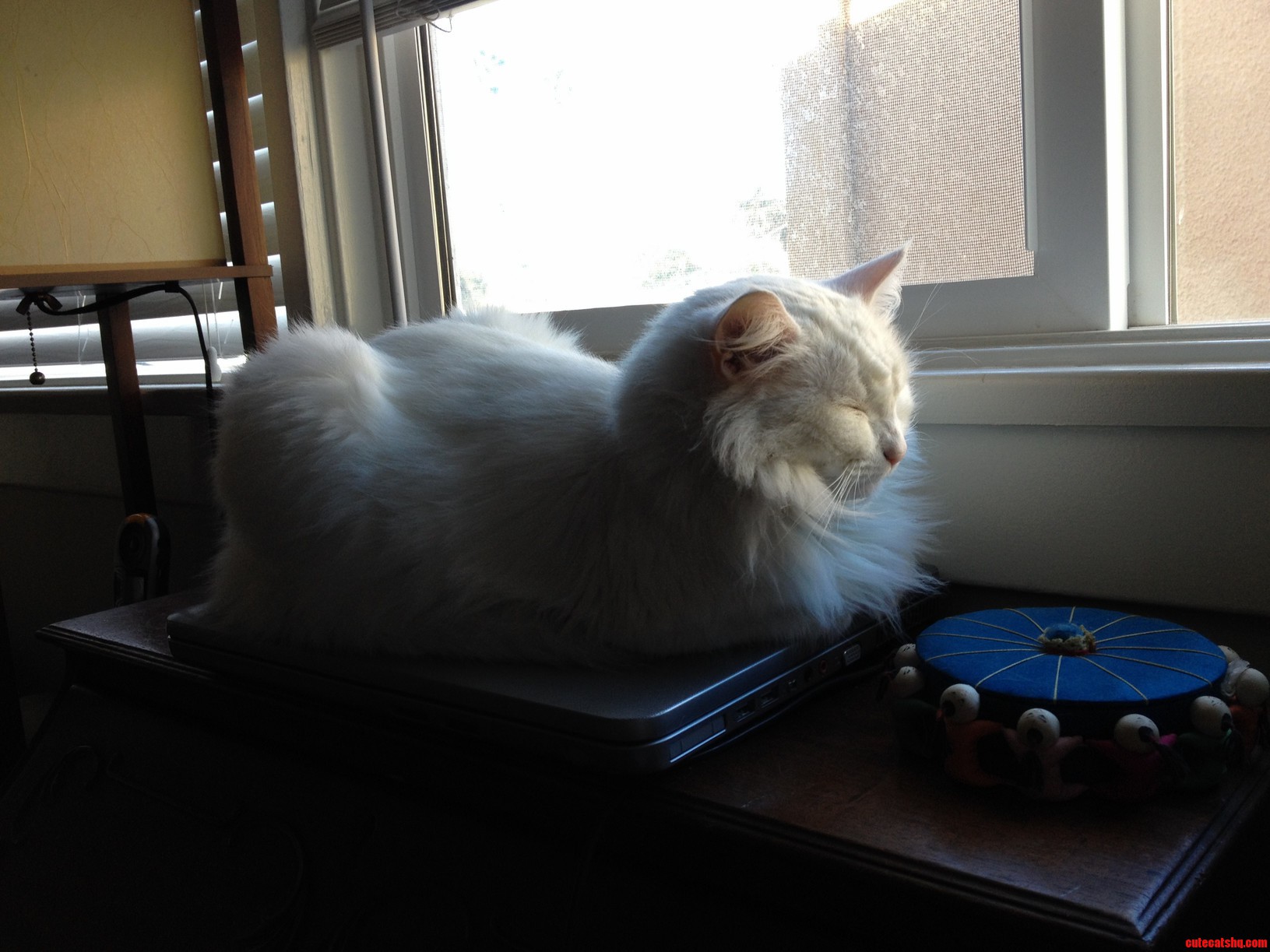 This Is My Girl Chillin Out on a Monday Morning.