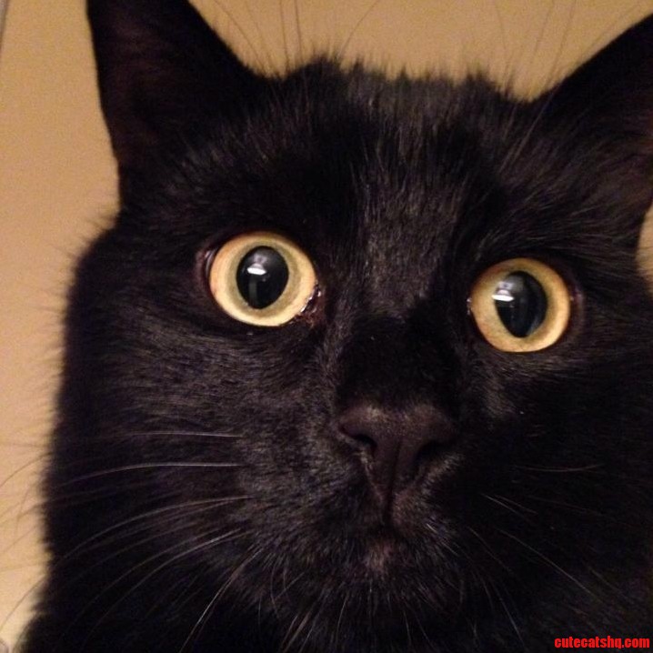 This Is My Girlfriends Cat Lottie