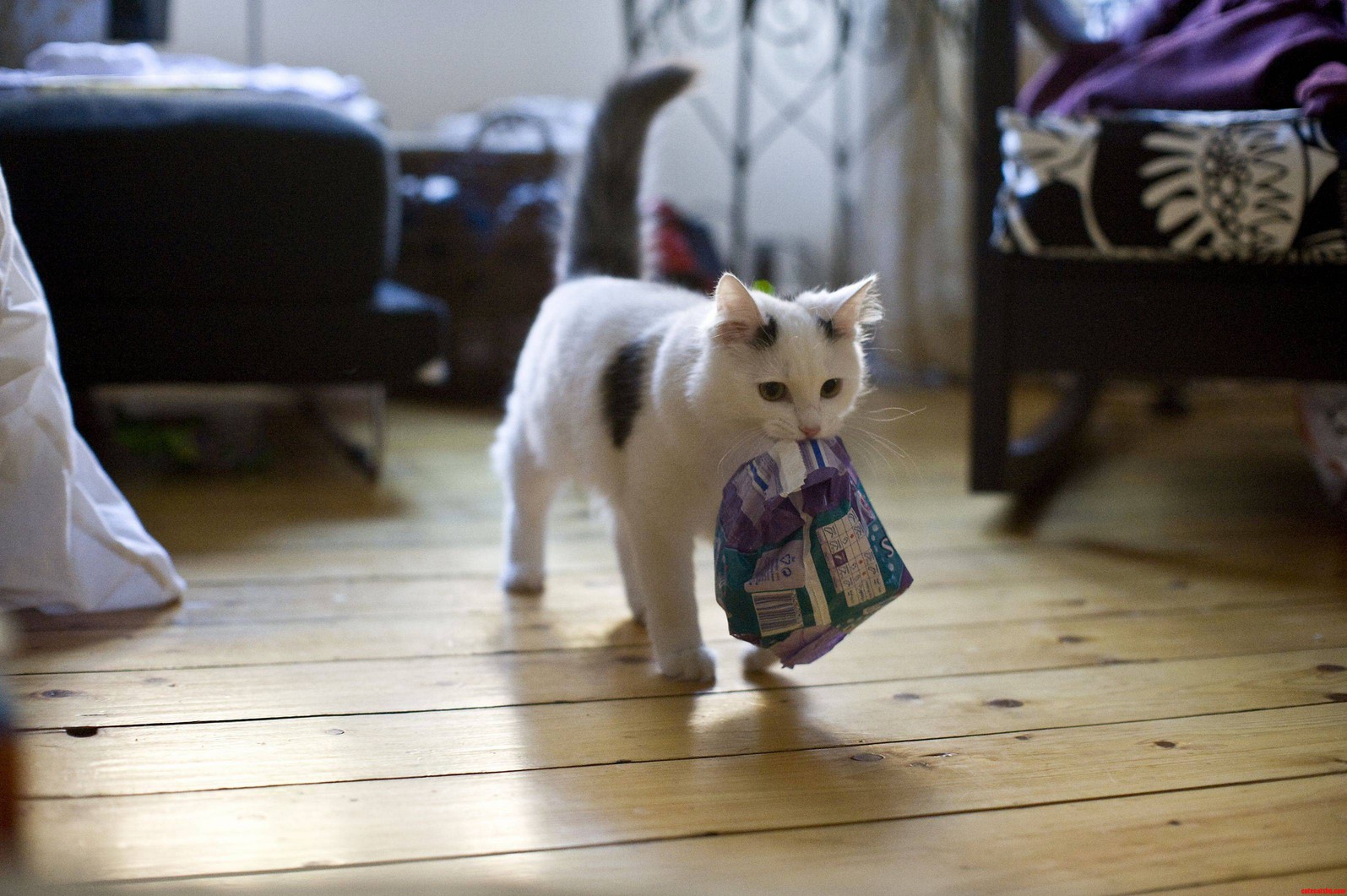 This Is My Little Guy Sushi After He Came Tumbling Out the Bathroom Carrying a Packet of Sanitary Towels.
