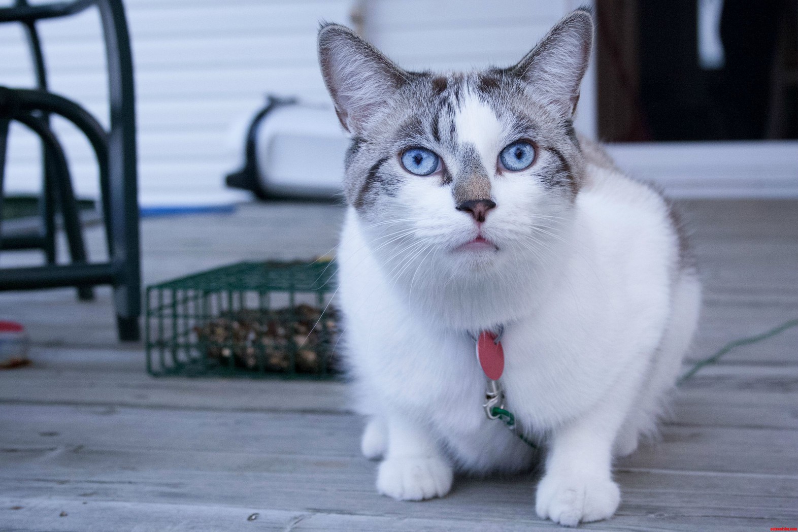 This Is Predzel He Was Around Age 1 at the Time.