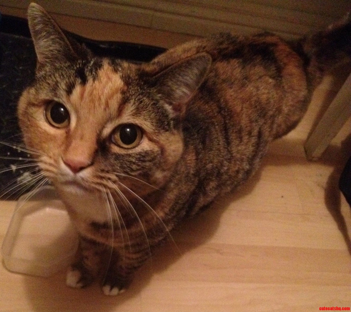 This Is Sheila