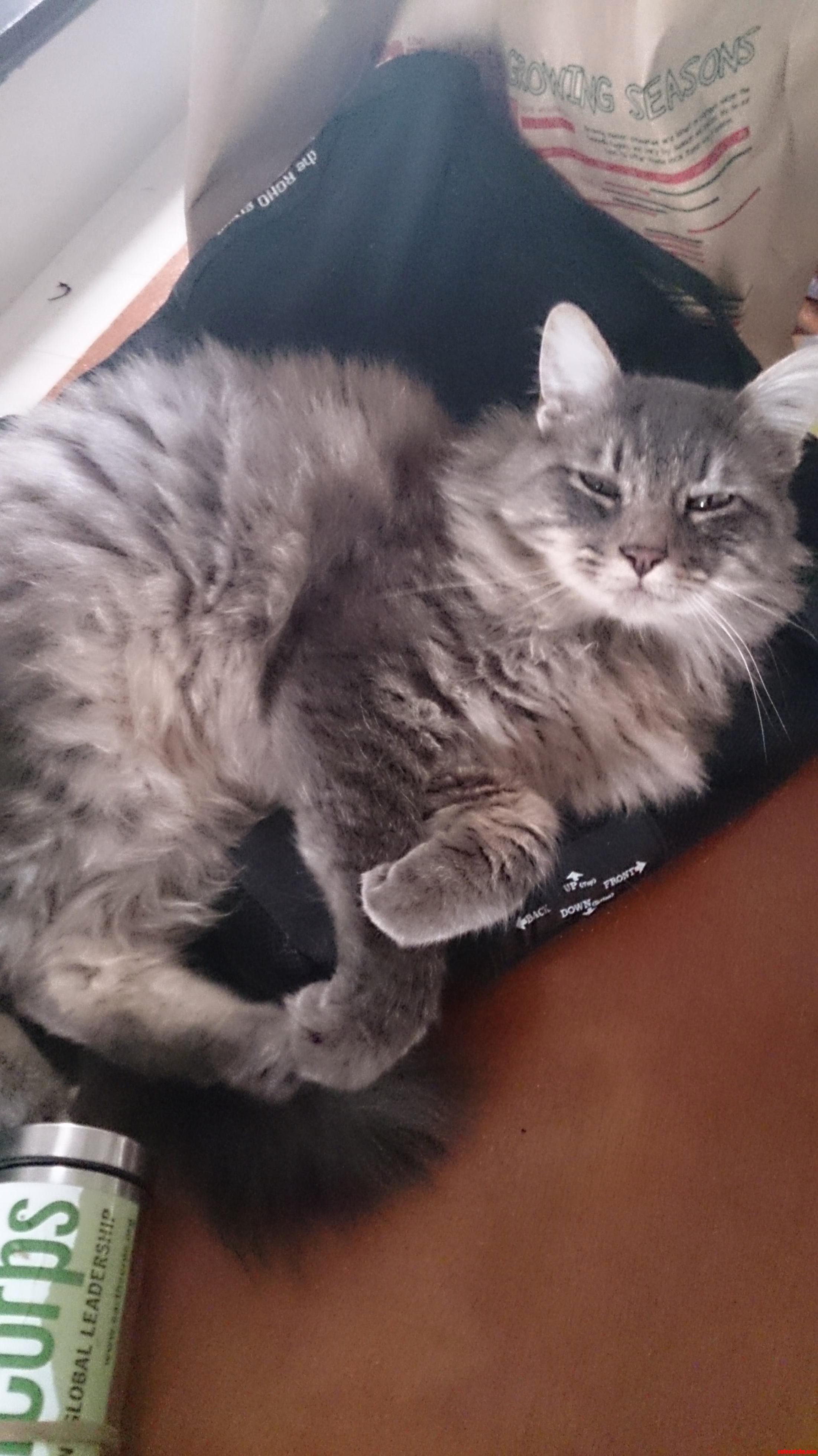 This Is Steve French Our Beloved Cat