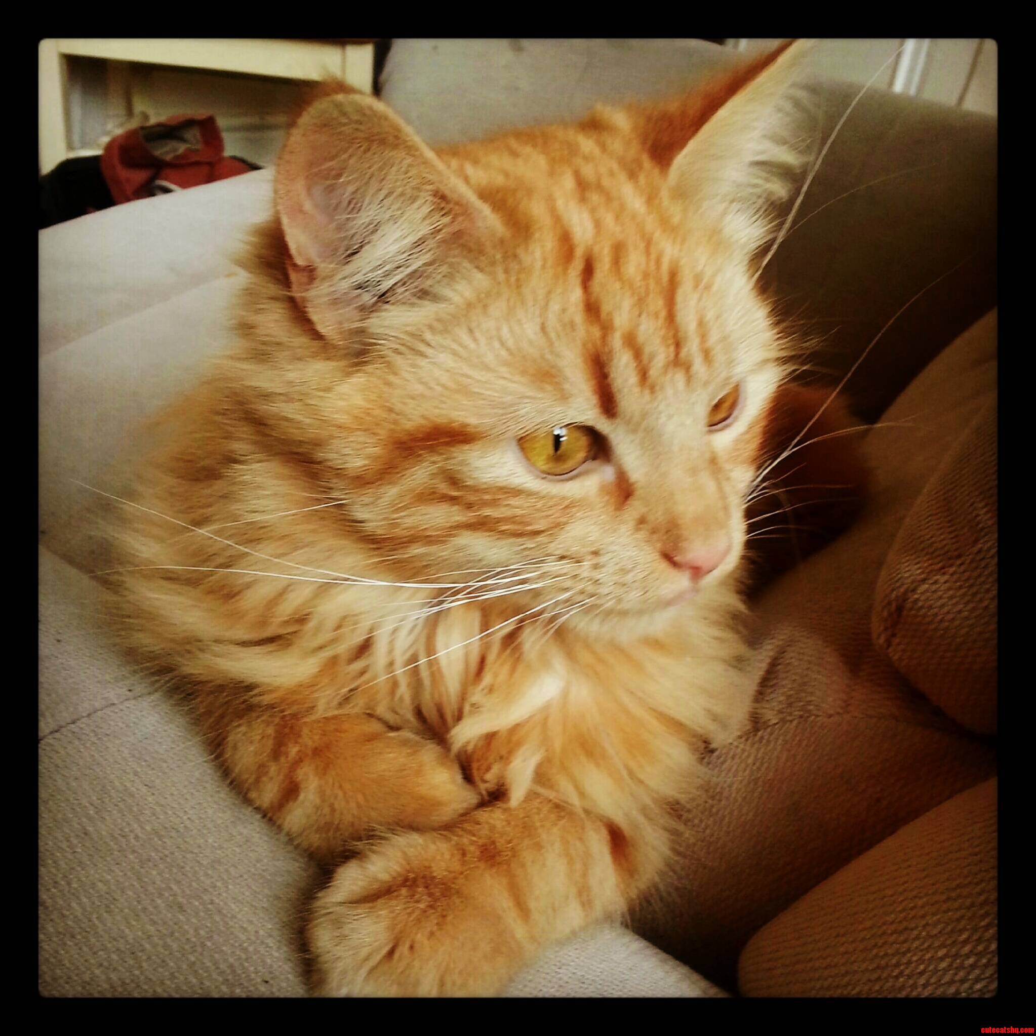 This Is the Cat That Occasionally Visits My Uni Friends and I at Our Home Meet Ron