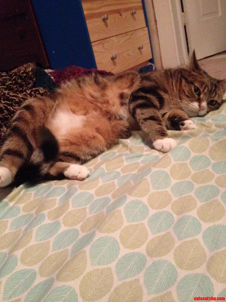 This Is the First Time She Presented Her Belly to Me