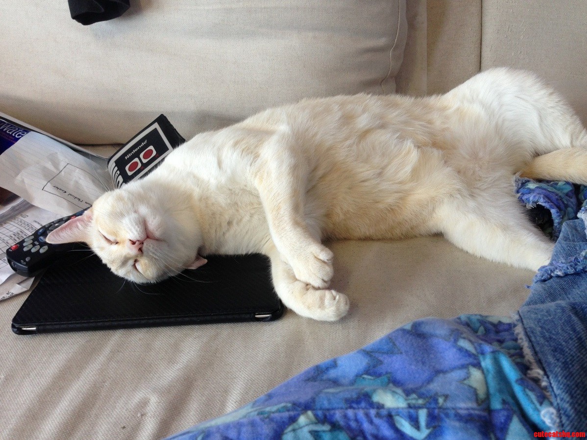 This Lazy Bastard Never Lets Me Use My Ipad Because Apparently It Make a Better Pillow.