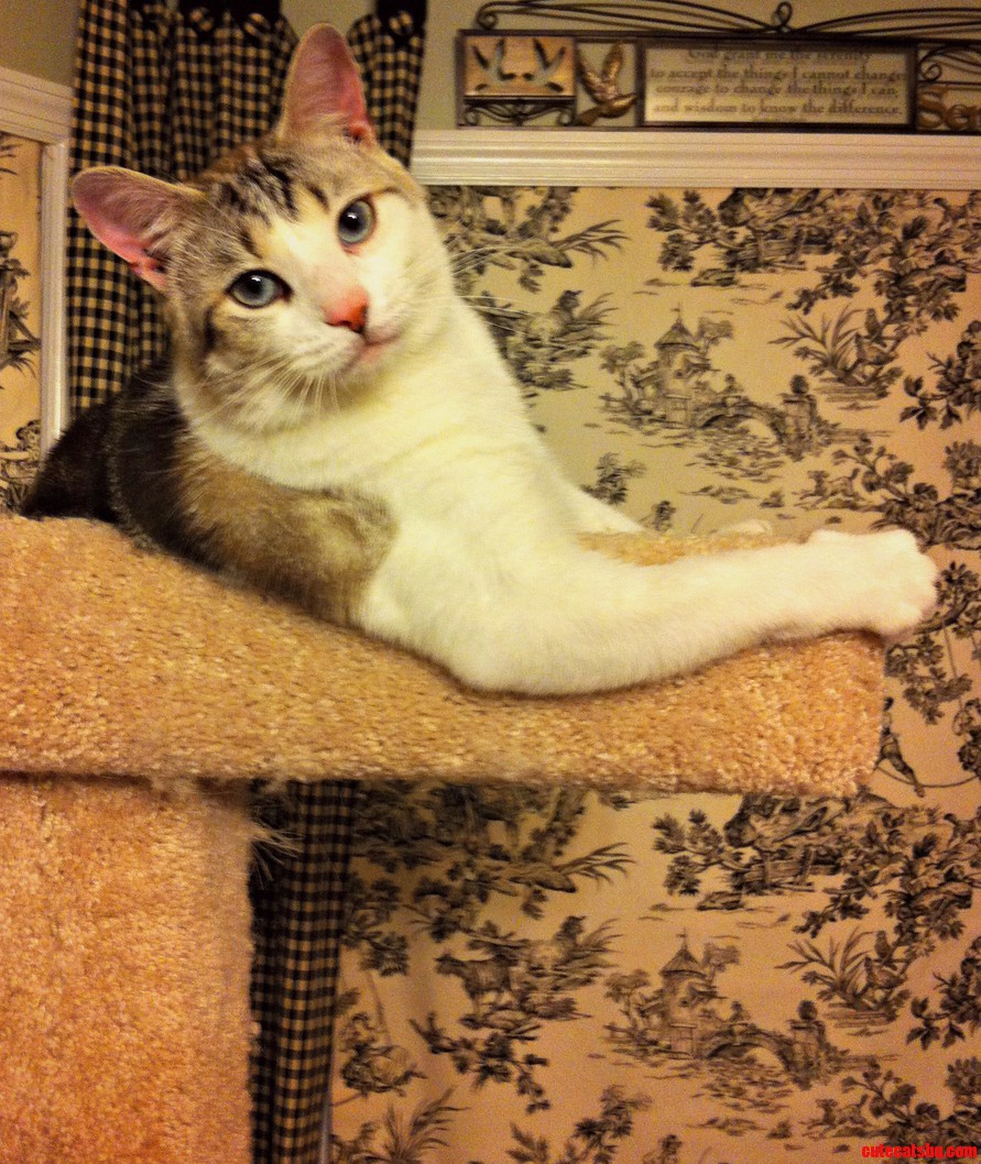 This Little Weirdo Sits Like This Daily and Just Stares.