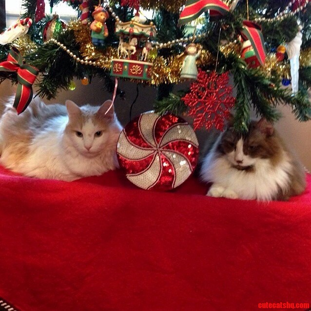 This Should Be on a Christmas Card. Merry Christmas from These Two Guys
