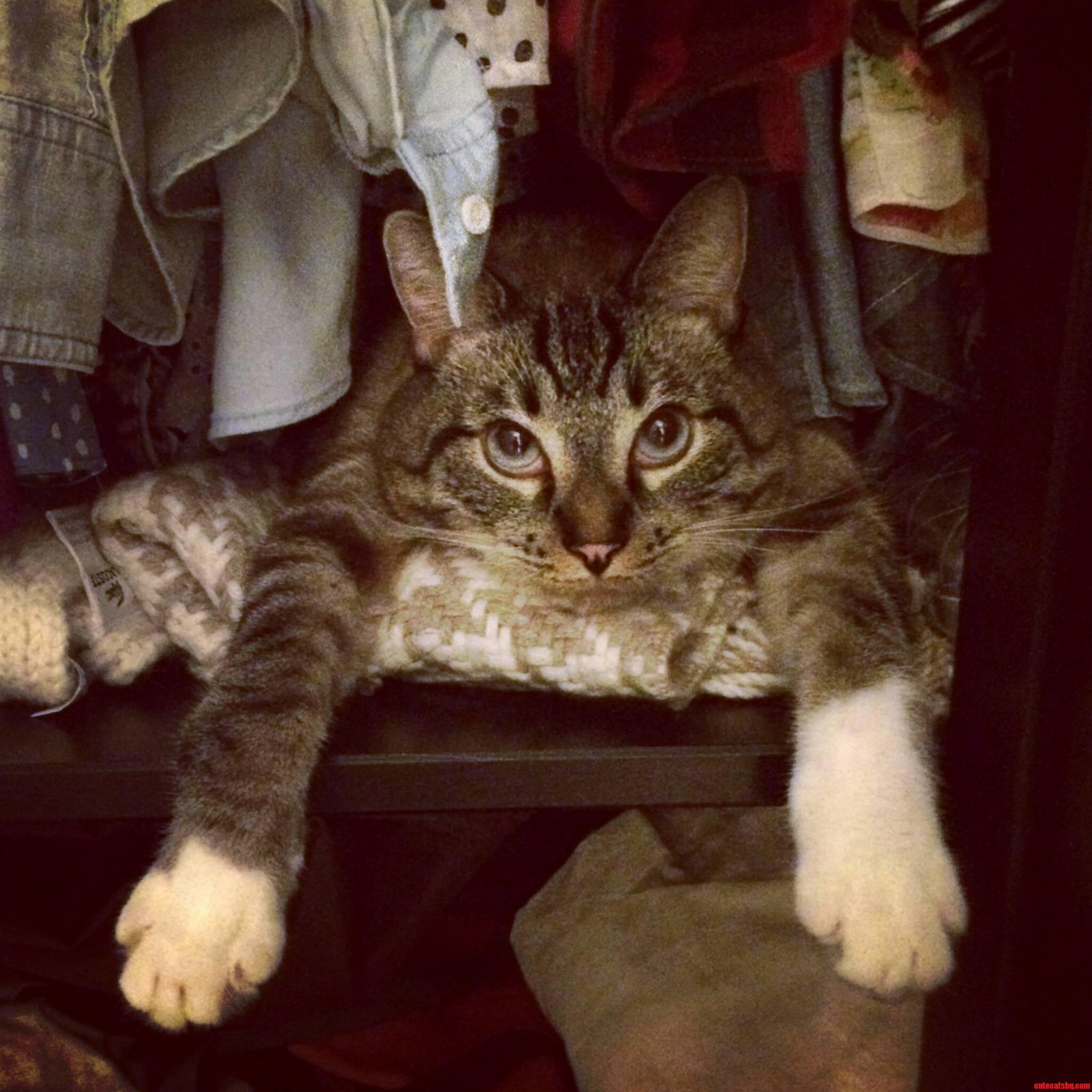 This Was Jasper When We Got Back from Holiday Travels. Hes Just Completely Over Everything.