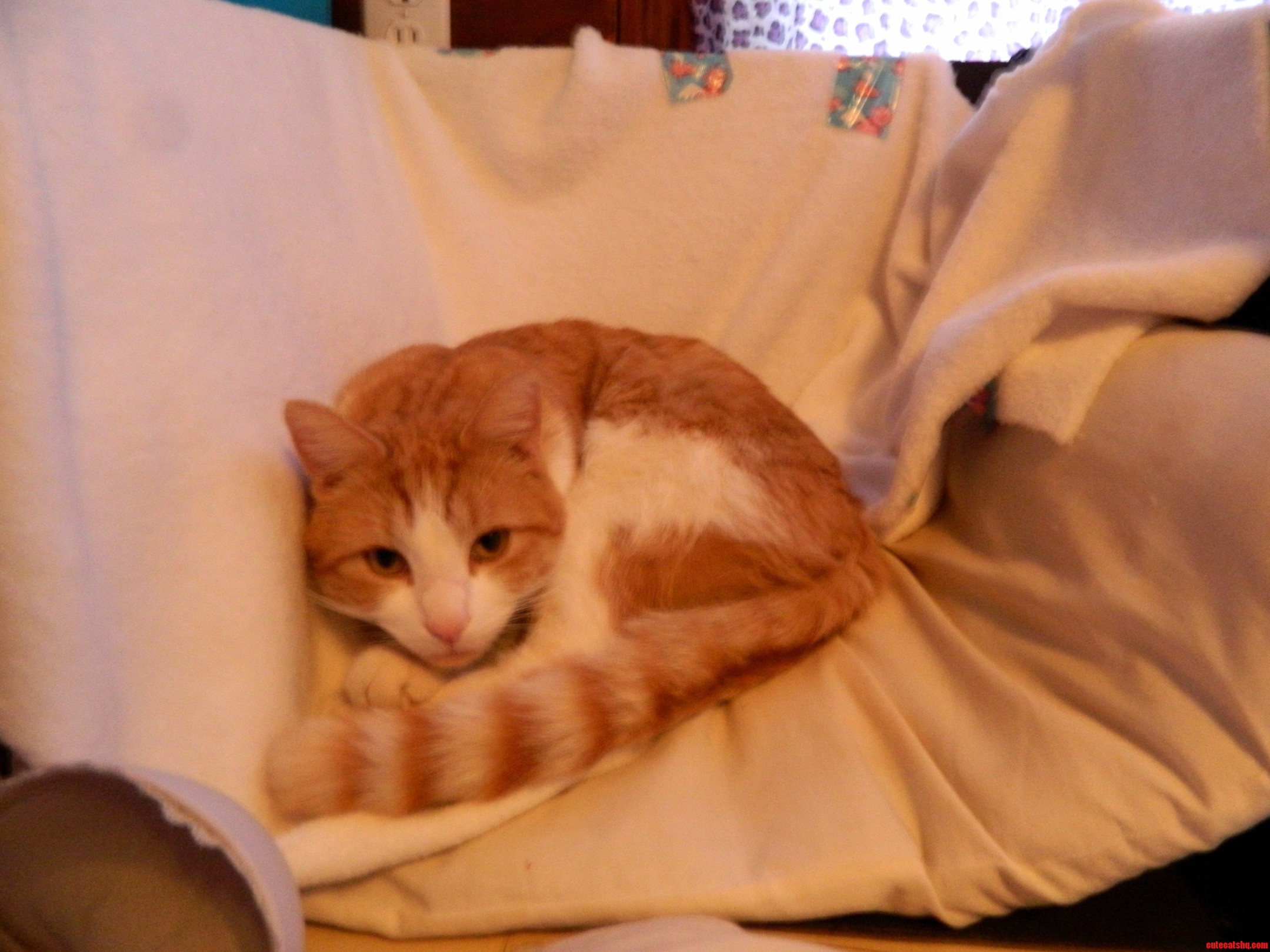 Thor in the Cat Bed I Made.
