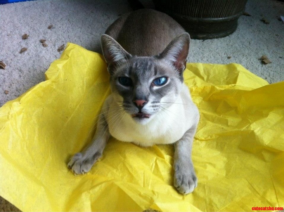 Thors Number One Favorite Activity Is Shredding Tissue Paper. This Is His I Cant Contain My Excitement Face.