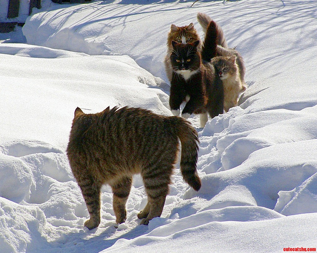 Three Against One. Kittens.