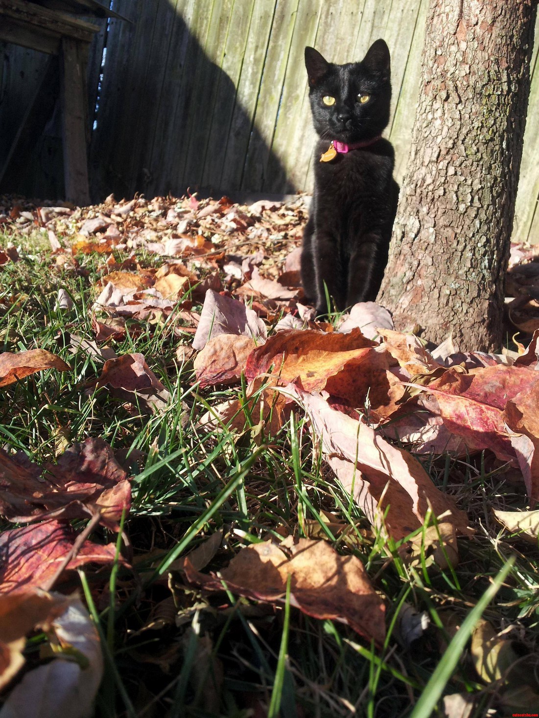 Throwback to Her Modeling Days in the Leaves.