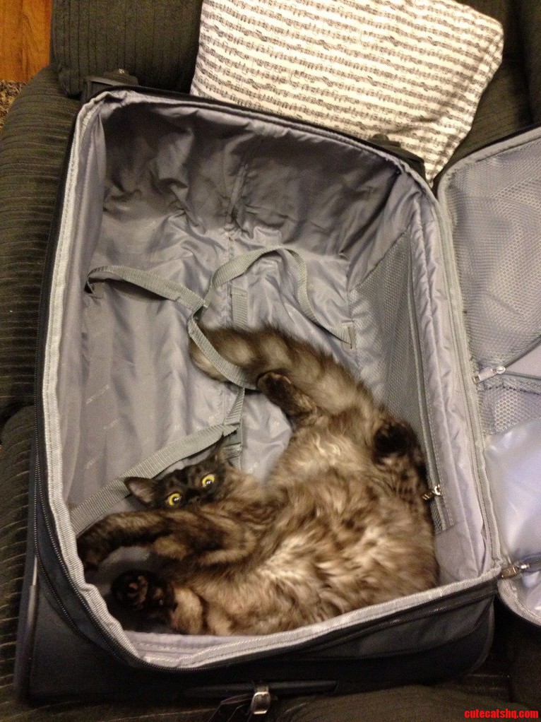 Tig Wants to Help Me Pack