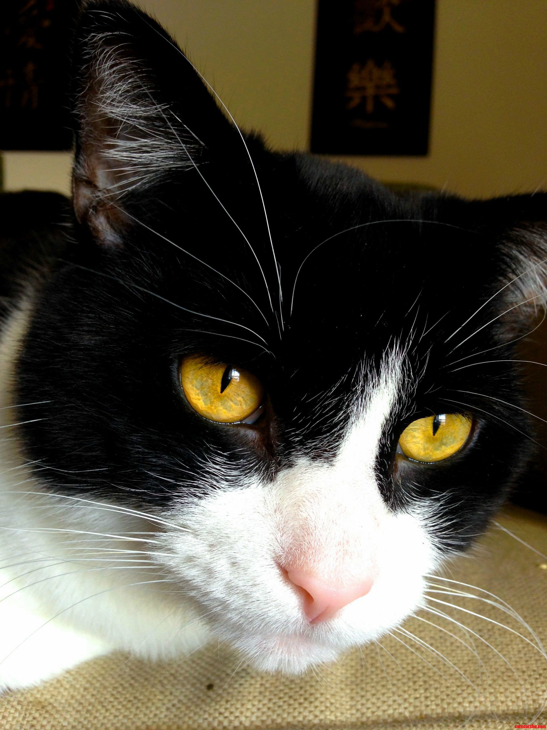 Tiger Eyes