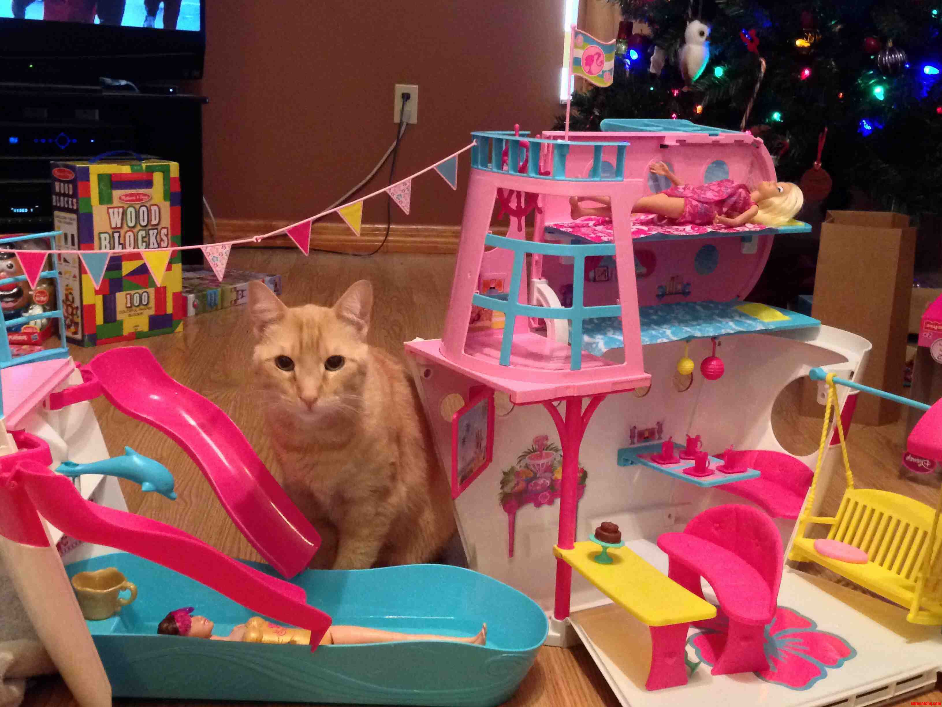 Tiger Is Having More Fun Playing with Barbies Cruise Ship Than His 6 Year Old Human.