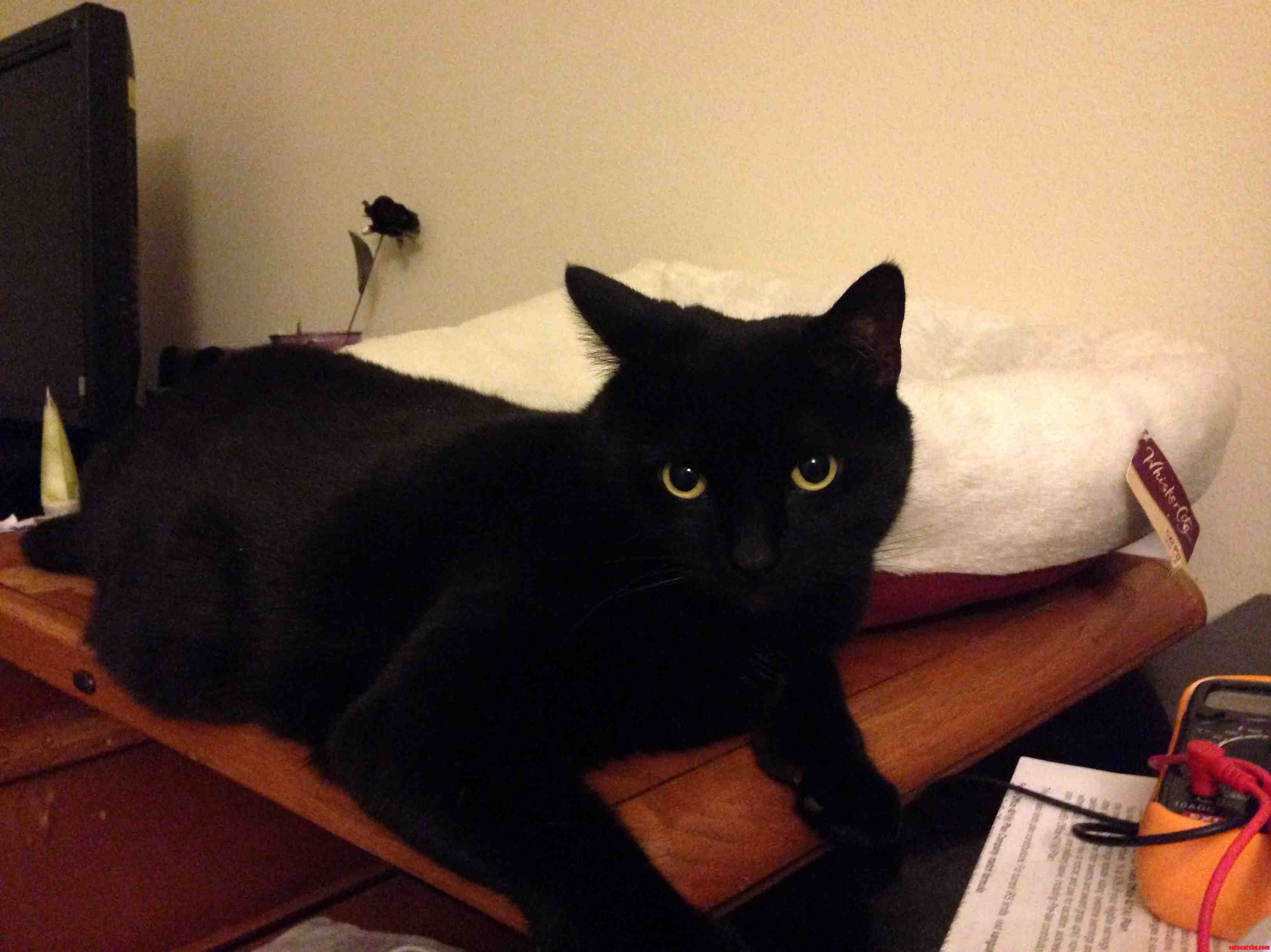 Tila Is Boycotting Her Cat Bed