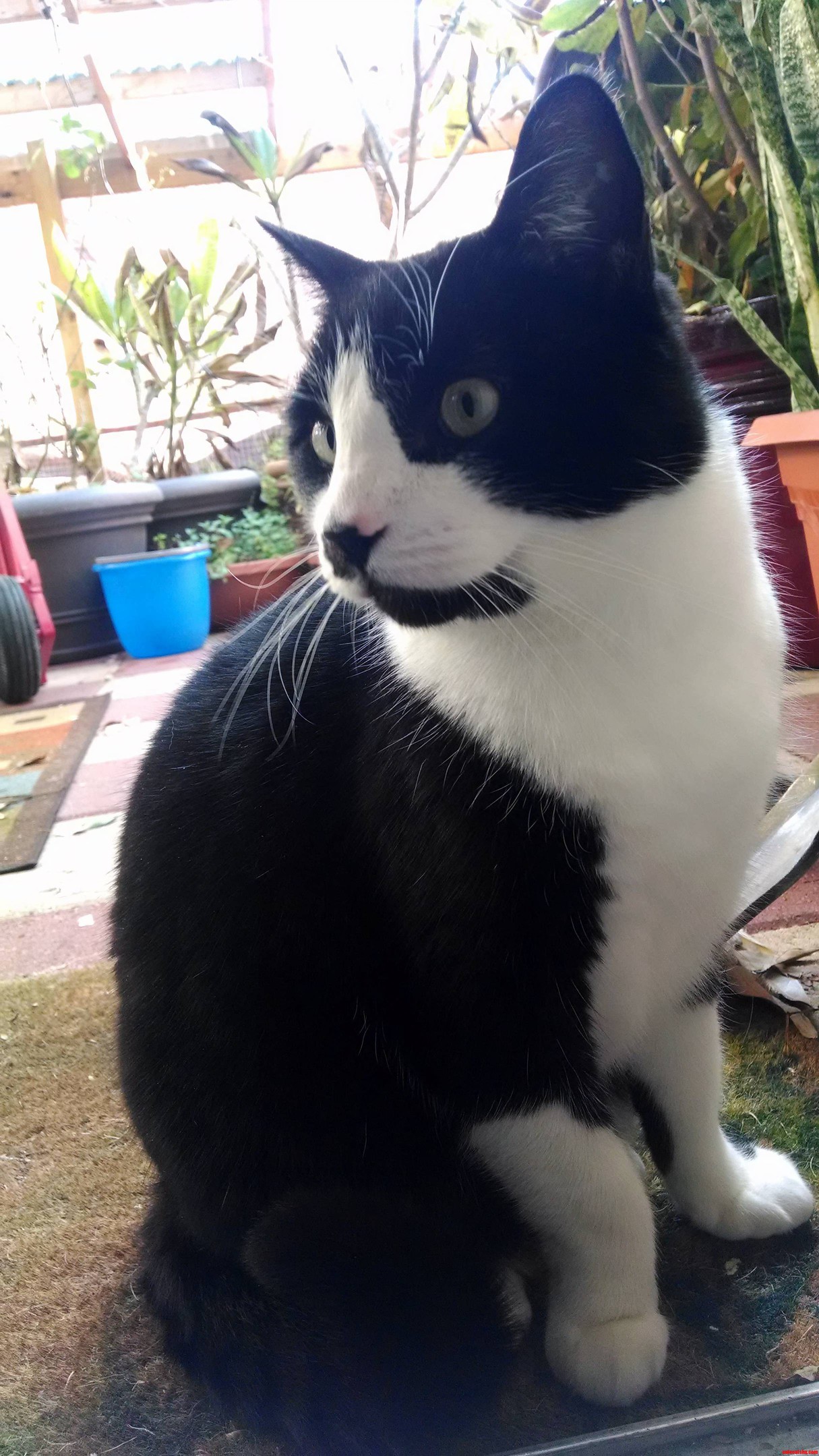 Tofu My Parents Cat