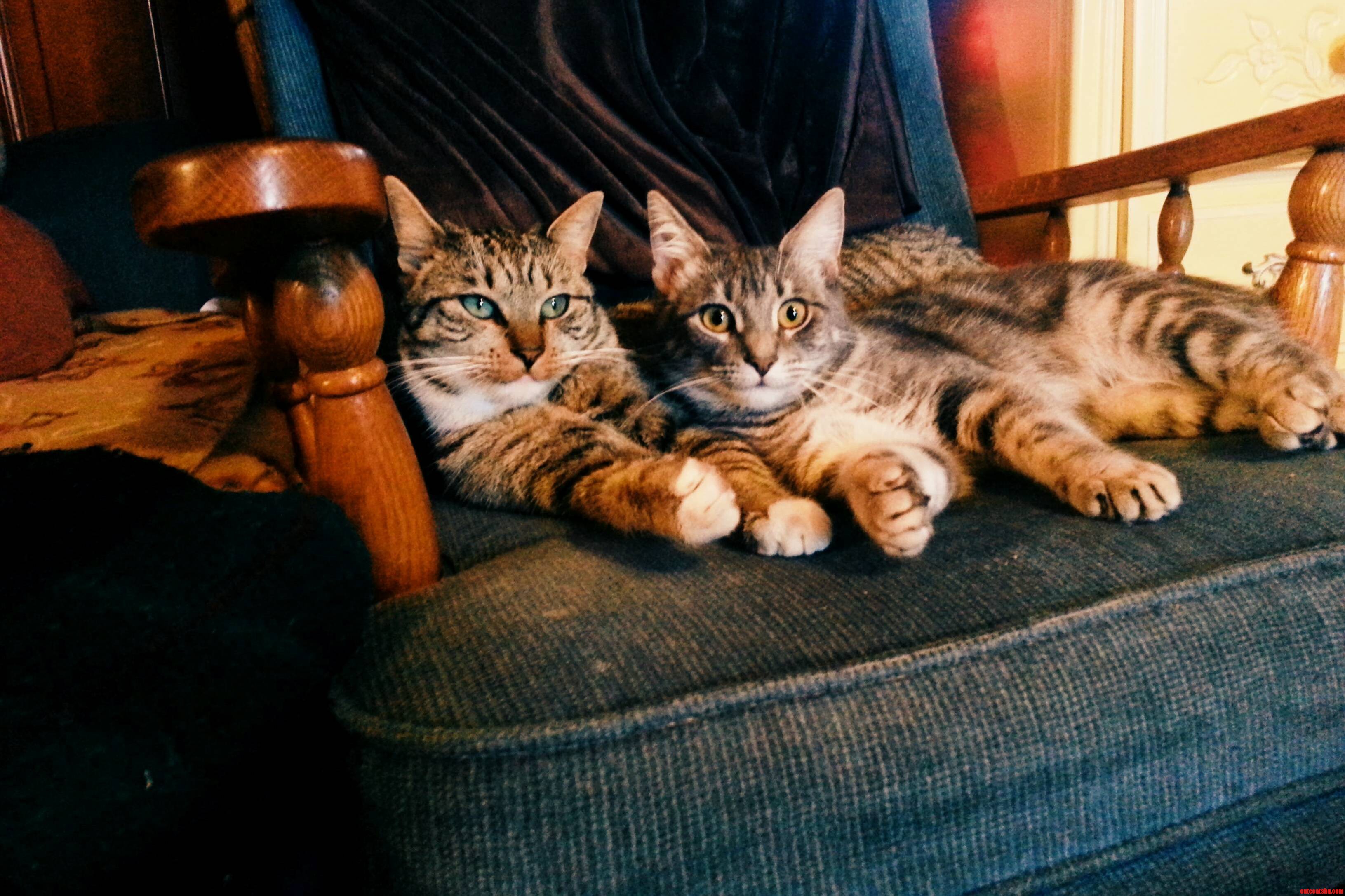 Took My Little Girl to Get Spayed and I Miss Her. Shes the One with Yellow Eyes 3