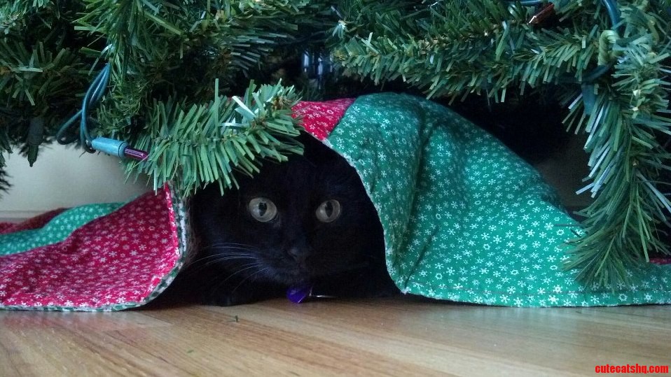 Toothless Is Plotting Her Attack on the Christmas Tree.