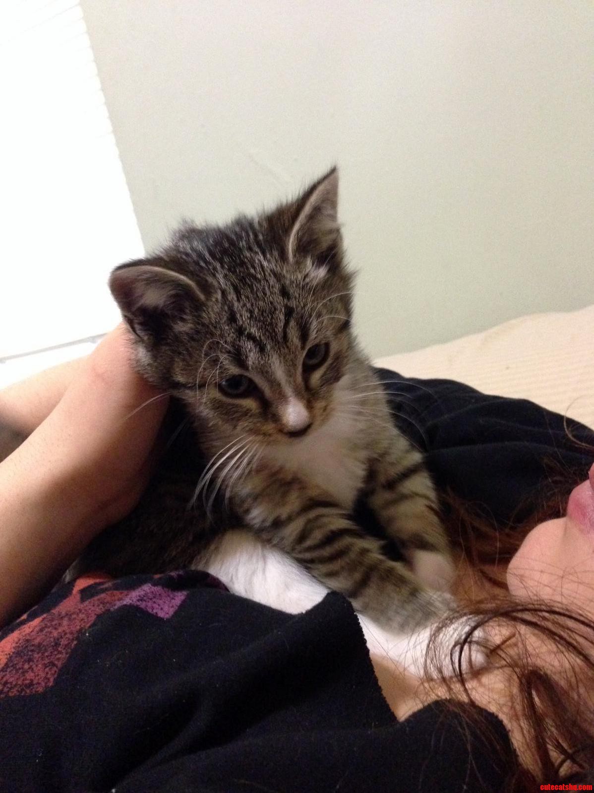 Trying to Find a Home for This Little Girl... Nyc