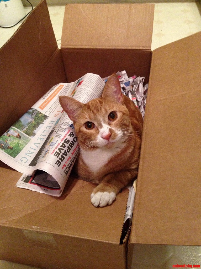 Trying to Move with a House Full of Boxes. and a Cat.