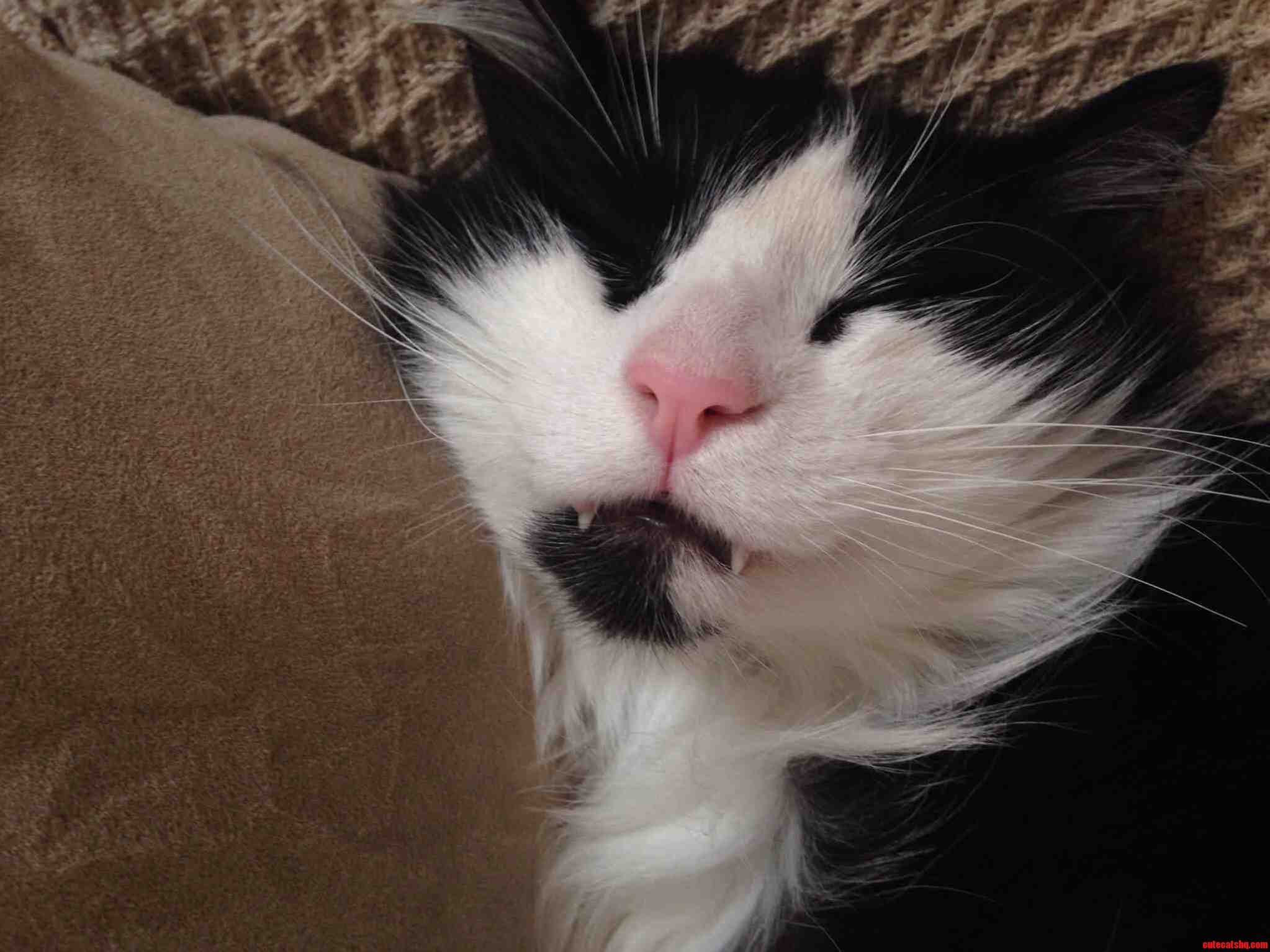Vampire Kitty