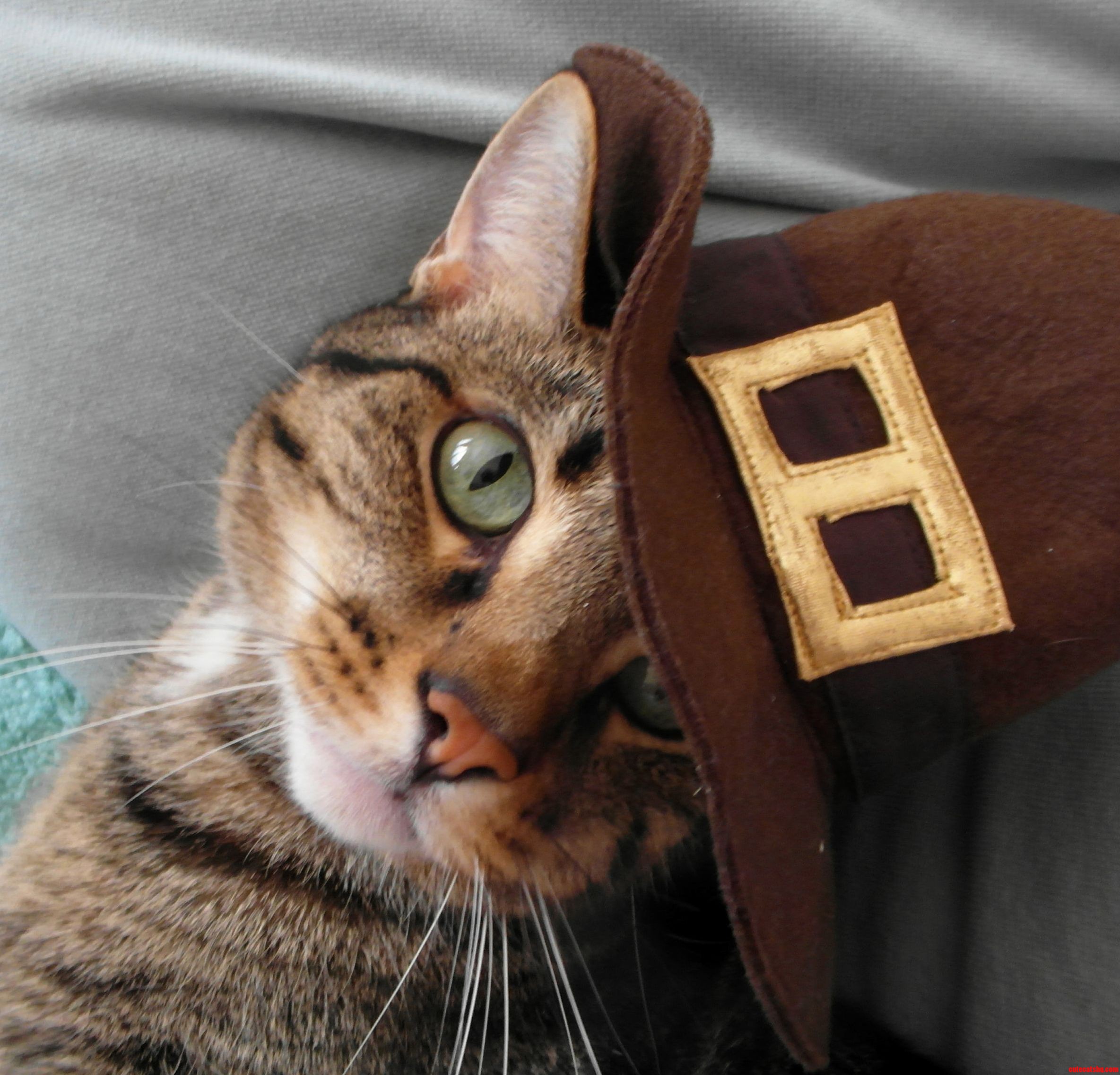 Very Handsom Pilgrim