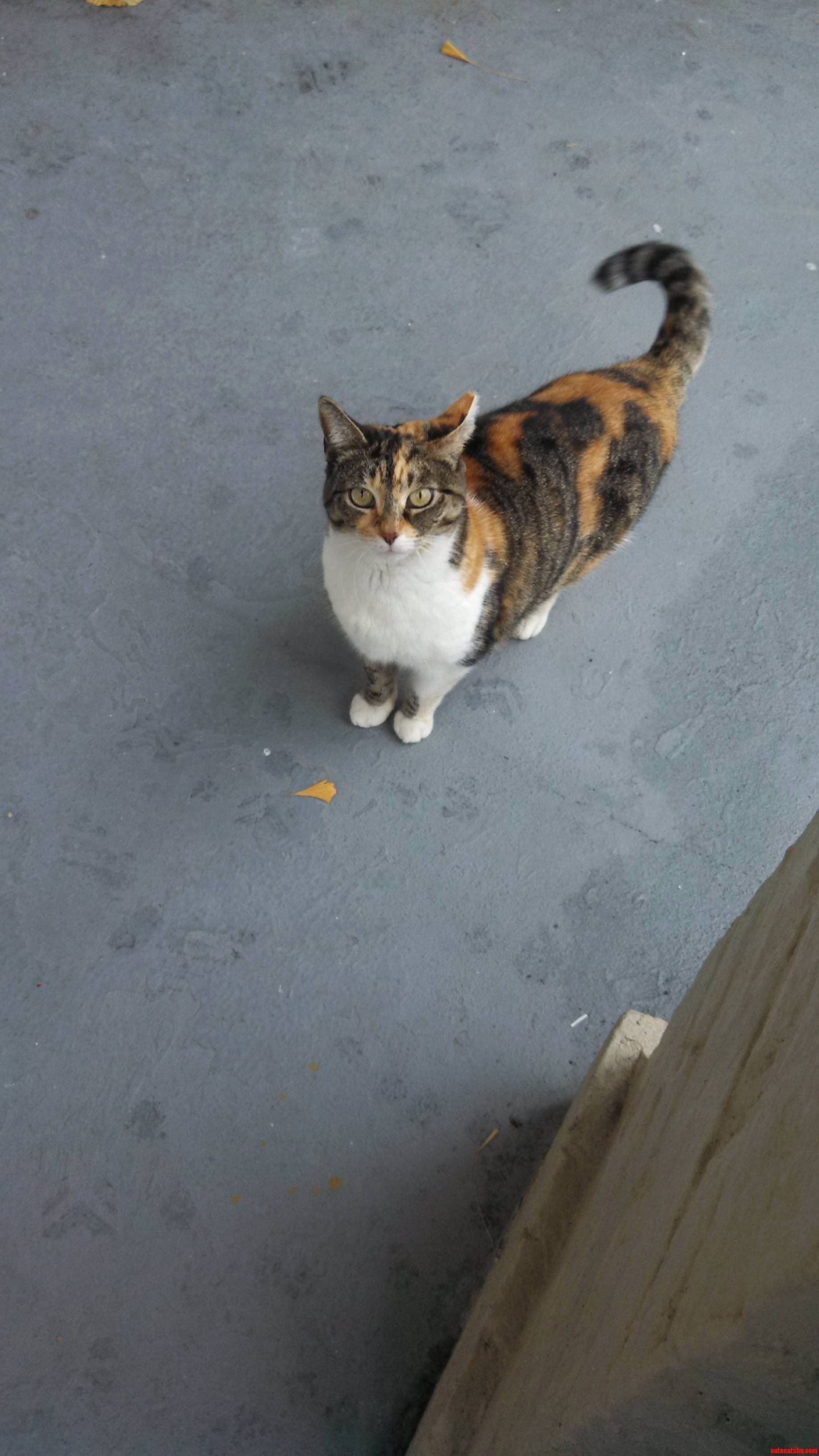 Very Happy I Found This Sub Here Is My Gorgeous Semi-stray Lucy