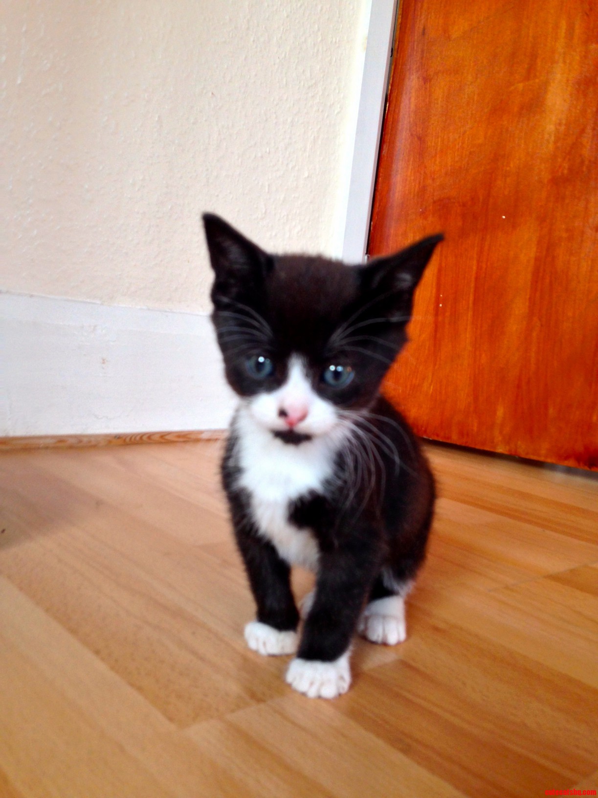 Vincenzo the Kitten Mr Miyagis Forgotten Offspring