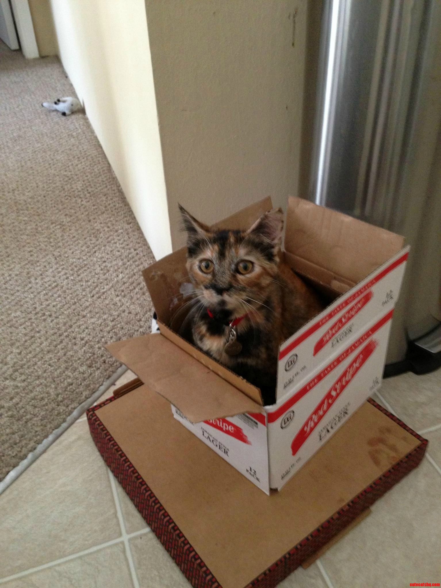 Waffle Loves Her Red Stripe
