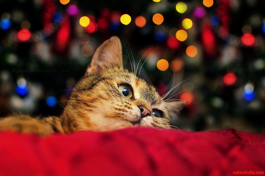 Waiting for Santa