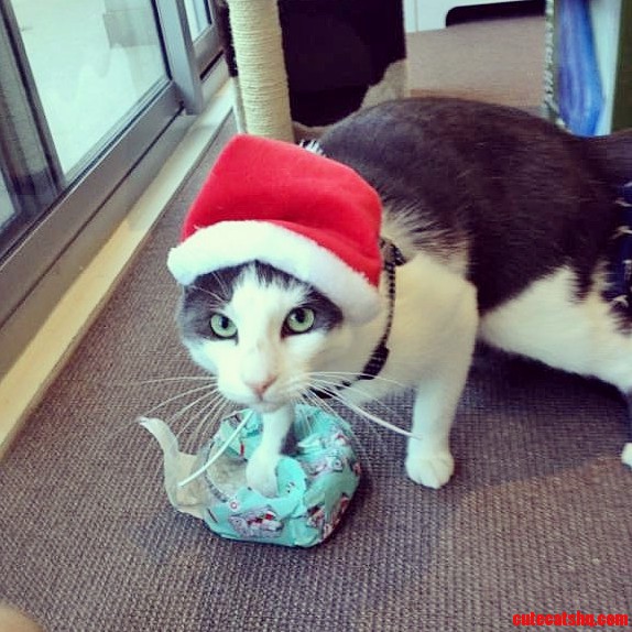 Walter Decided to Open an Xmas Present Early...