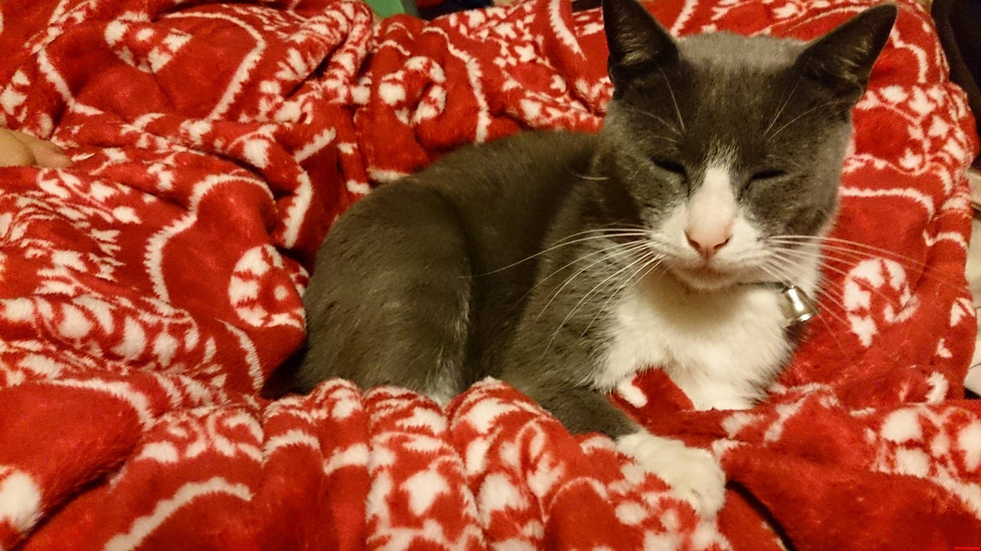 We Bought a New Throw. Jace Claimed It As His Own.