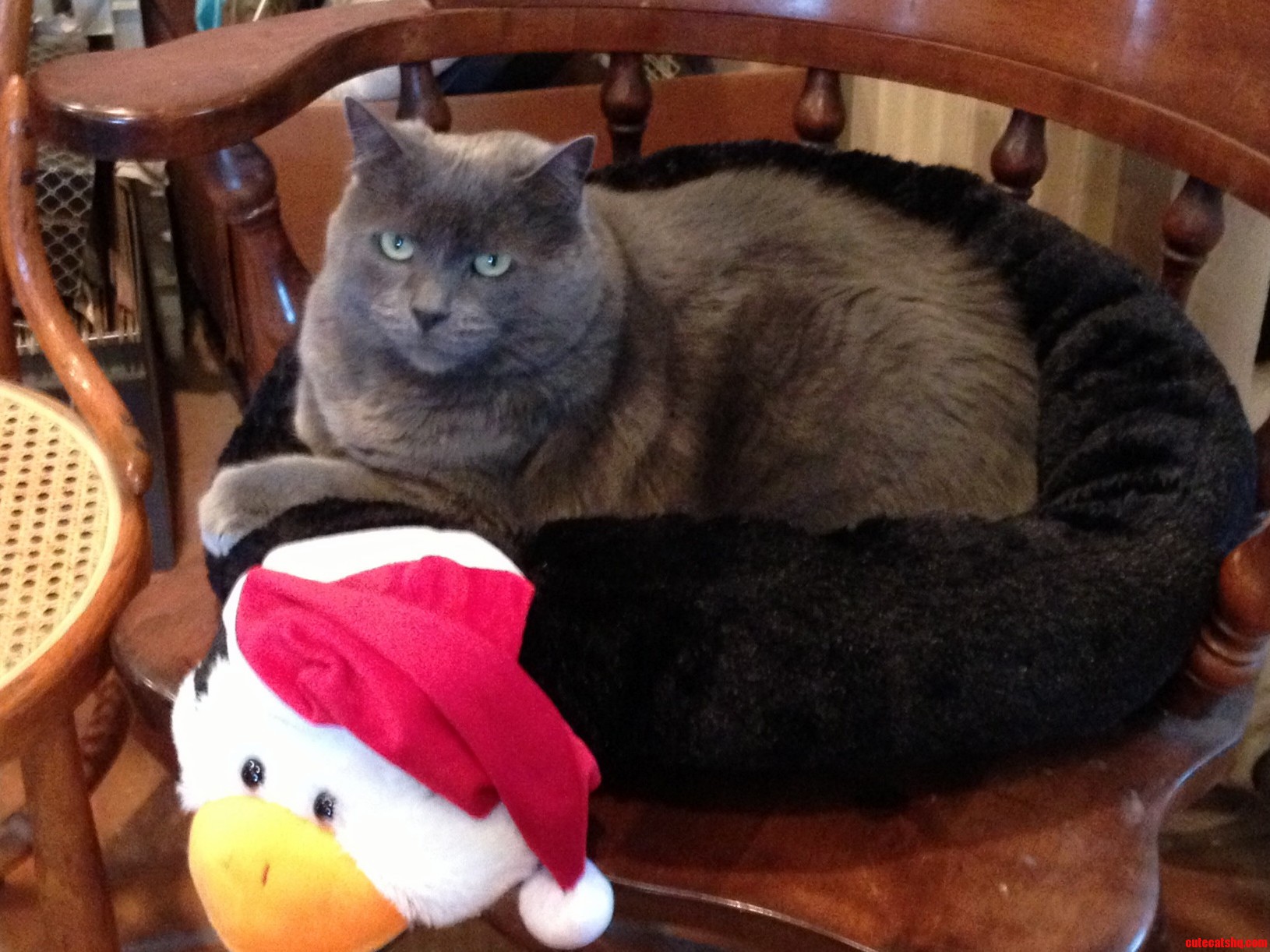 We Gave Misha His Christmas Present Early