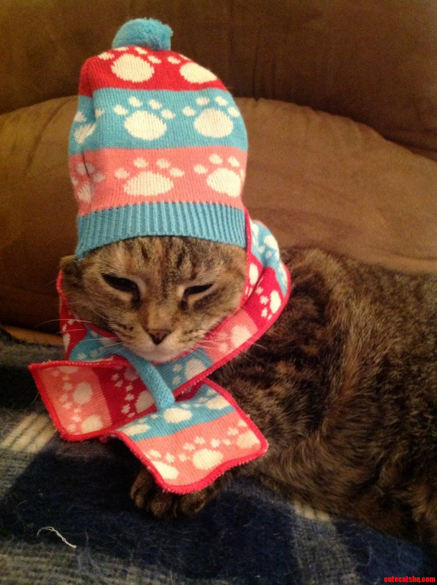 We Got Our Cat a Scarf and Hat