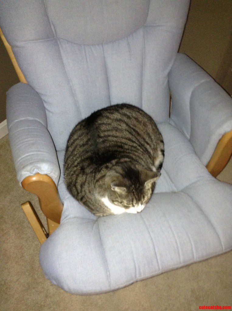We Have Possibly the Worlds Fattest Cat